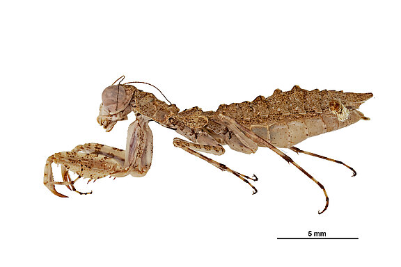 Phtersigena_conspersa_N18281-4_female_habitus_lateral.jpg